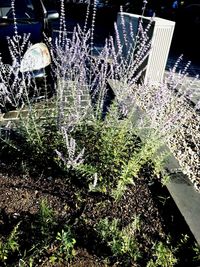 Low angle view of plants against sky