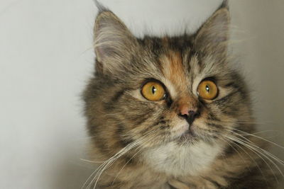 Close-up portrait of tabby cat