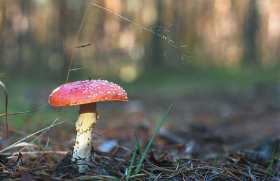 Close-up of fly agaric mushroom