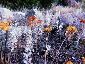 Close-up of flowering plant on field