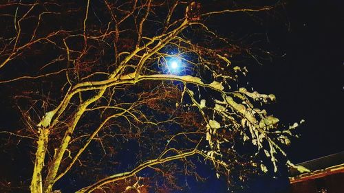 Low angle view of bare trees against sky at night