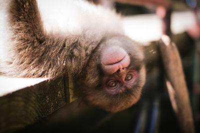 Close-up of a monkey