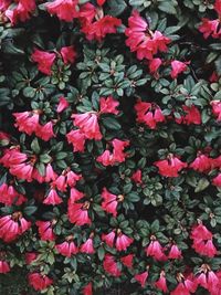 Close-up of pink flowers blooming outdoors