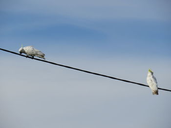 Low angle view of birds perching on cable against sky