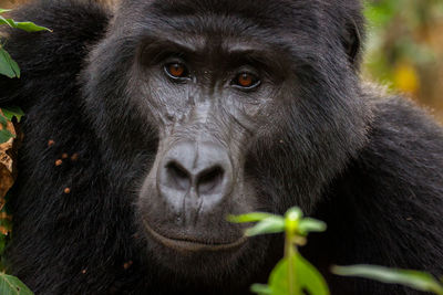 Close-up portrait of gorilla