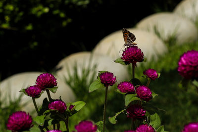 Close-up of pink flowers