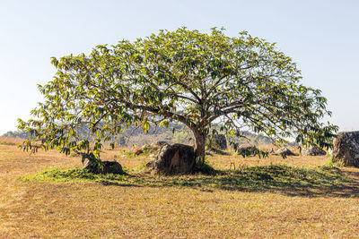 View of tree on field against sky