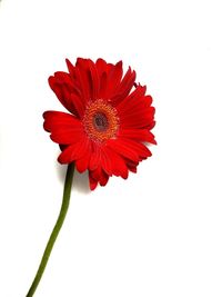 Close-up of red flower against white background