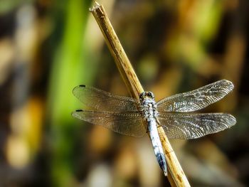 Close-up of damselfly on leaf