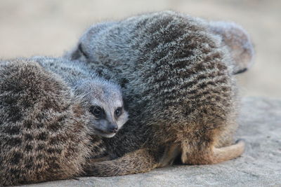 Close-up of meerkats