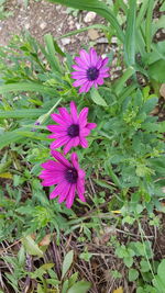 High angle view of purple flowers blooming outdoors