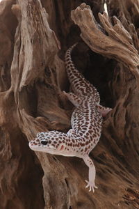 Close-up of lizard on tree trunk