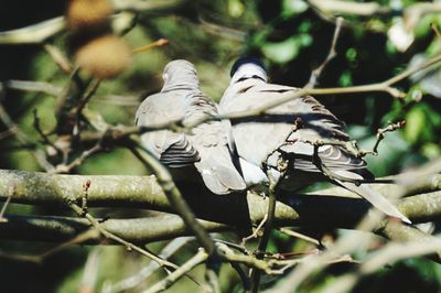 Close-up of bird perching on branch