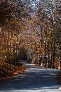 Road amidst trees in forest during autumn