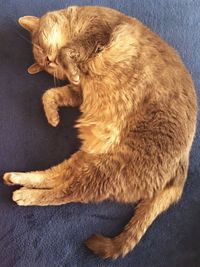 Cat sitting on floor