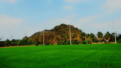 Trees on field against sky