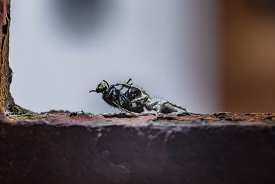 Close-up of fly on wall