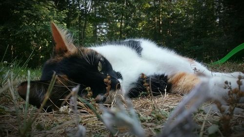 Close-up of cat on grass