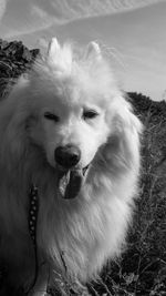 Close-up of dog sitting on grass