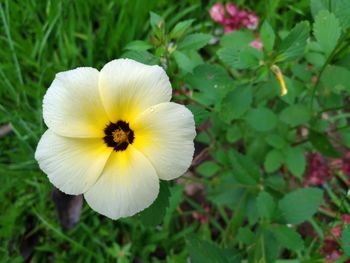 Close-up of flower blooming outdoors