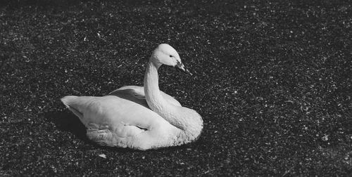 High angle view of swan on field