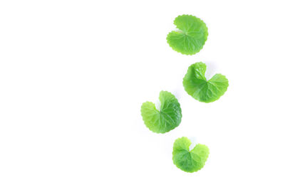 Close-up of green leaves against white background