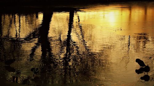 Silhouette ducks swimming on lake during sunset