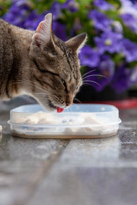 Close-up of cat eating food