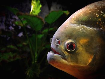 Close-up of fish swimming in aquarium