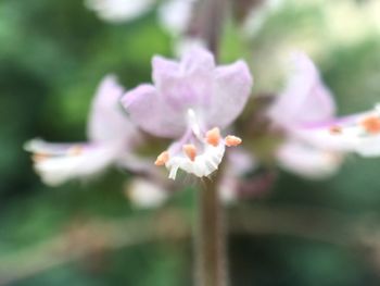 Close-up of flowers blooming outdoors
