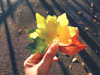 Close-up of hand holding dry leaves