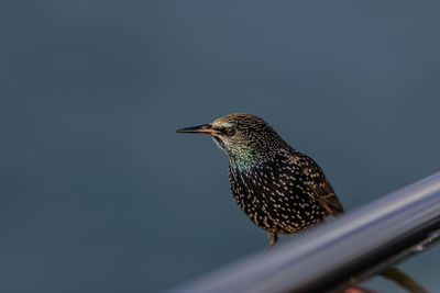 Low angle view of bird perching against clear sky