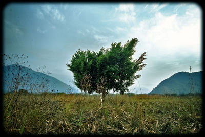 Scenic view of grassy field against sky