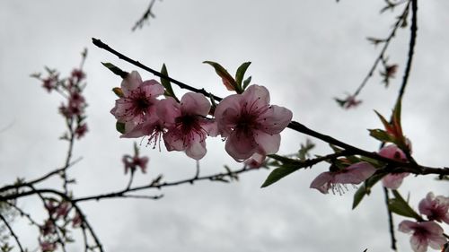 Low angle view of pink flowers on branch