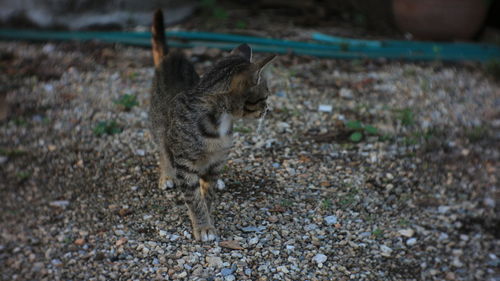 View of a cat on land