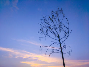 Low angle view of bare tree against sky