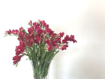 Close-up of pink flowering plant against white background