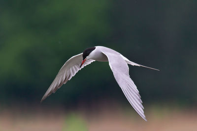 View of bird flying