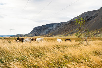 Sheep on field against sky