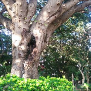 Low angle view of tree