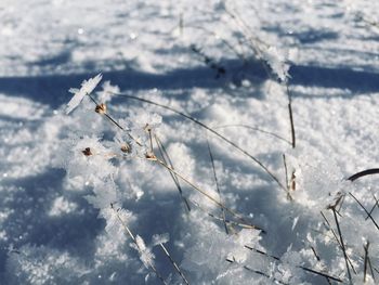 Close-up of snow covered plant on field against sky