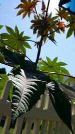 Low angle view of trees