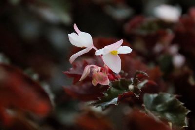 Close-up of white flowering plant