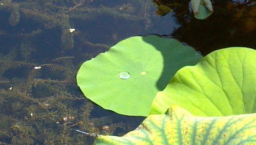 High angle view of water lily in lake