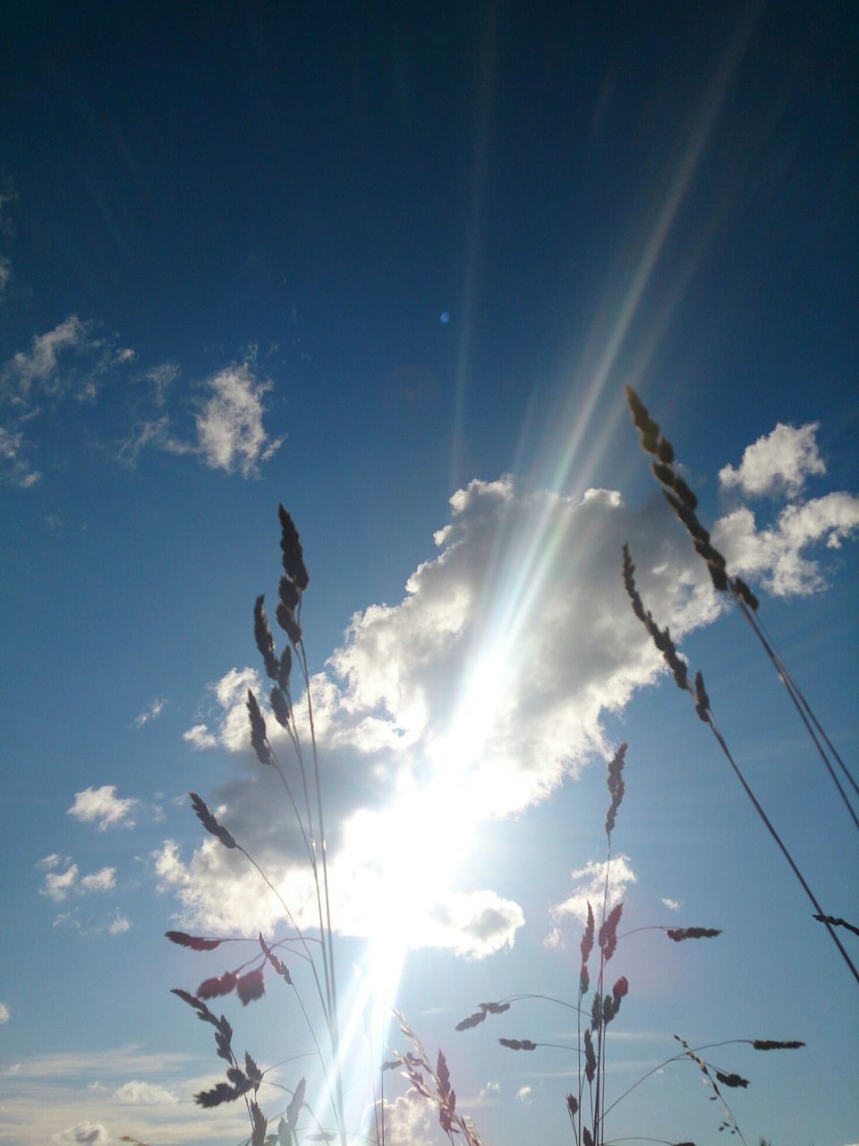 low angle view, sun, sunbeam, sky, sunlight, lens flare, flying, blue, sunny, mid-air, cloud - sky, day, nature, motion, bright, outdoors, cloud, beauty in nature, bird, no people