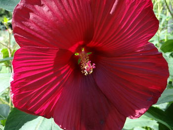 Close-up of red flower