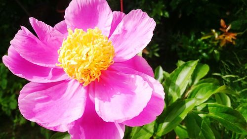 Close-up of pink flower