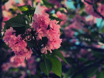 Close-up of pink flowers blooming outdoors