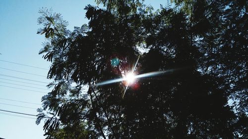 Low angle view of trees against sky