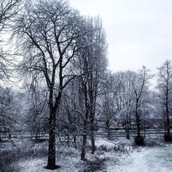 Bare trees in winter against sky